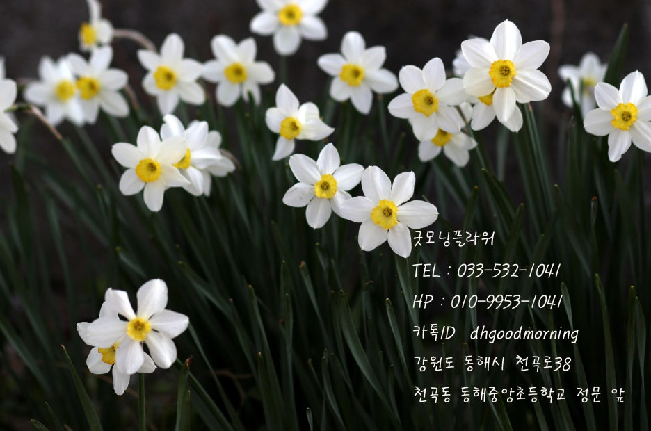 굿모닝플라워 이미지