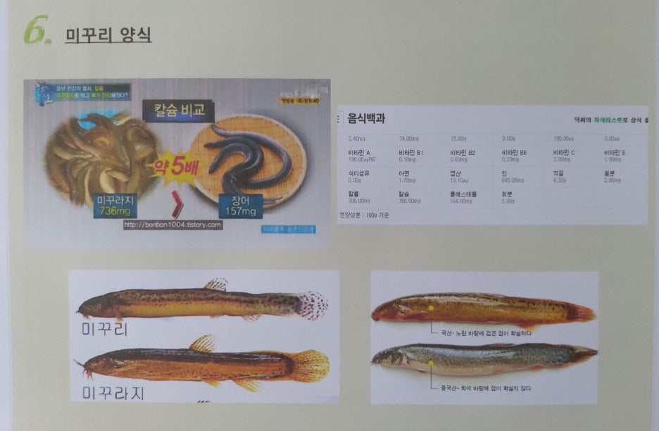 장어와미꾸라지 이미지