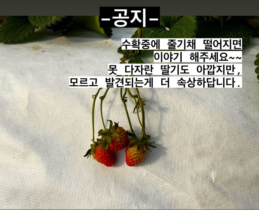 참솔영농조합 이미지