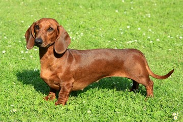 닥스훈트(DACHS HUND) 이미지