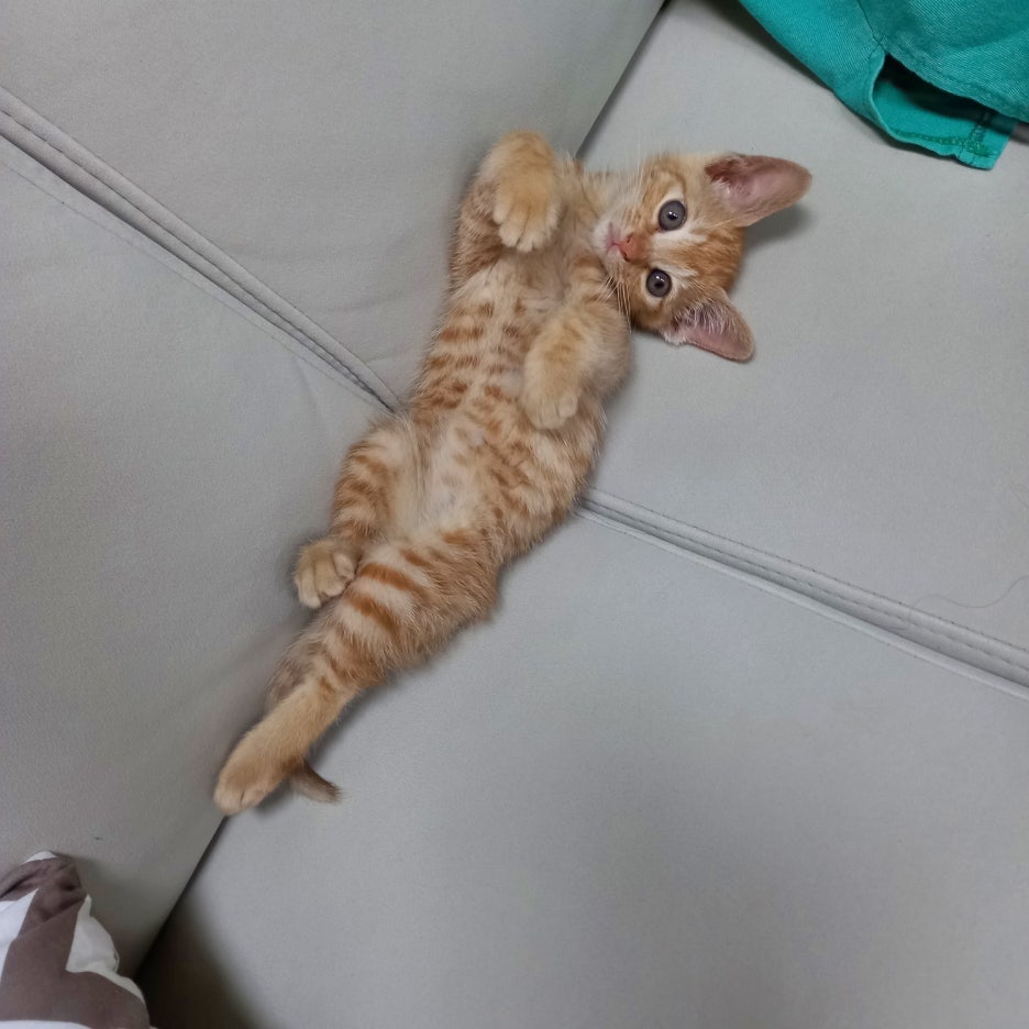 쪼꼬미 이미지