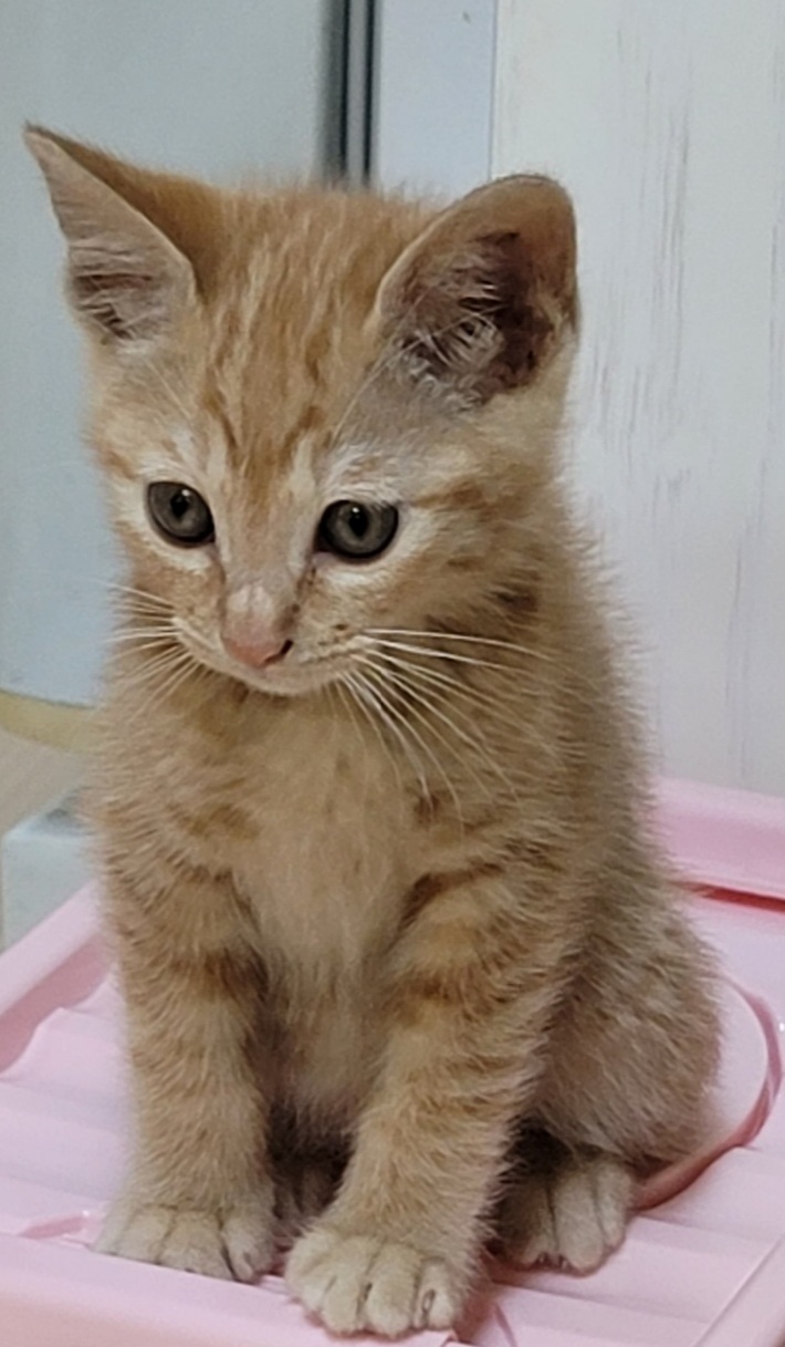 쪼꼬미 이미지