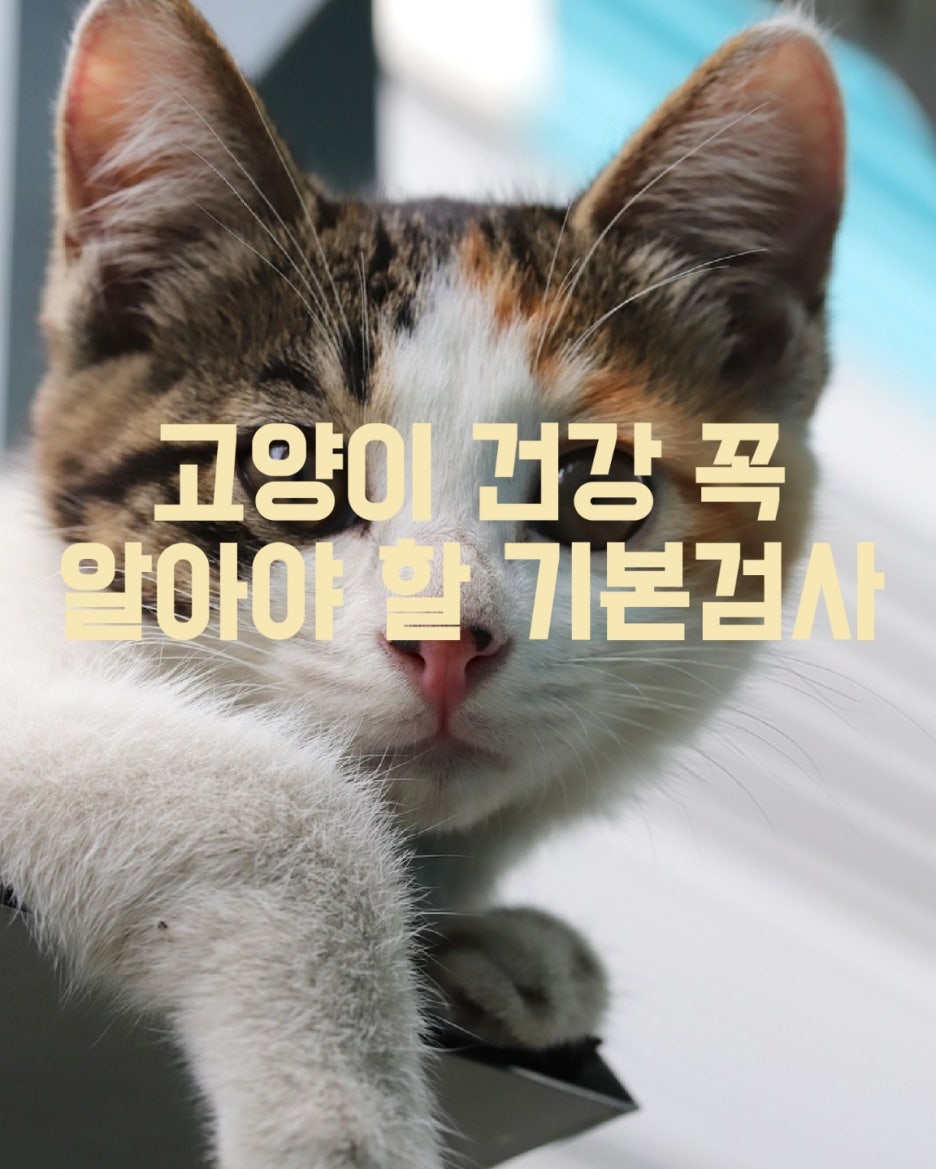 고양이 건강검진 시 기본 검사와 정밀 검사 차이점