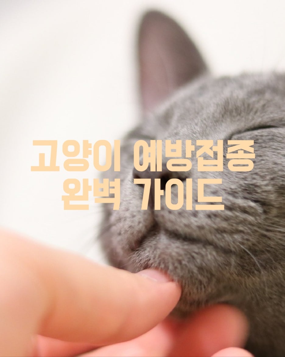 고양이 예방접종 완벽 가이드