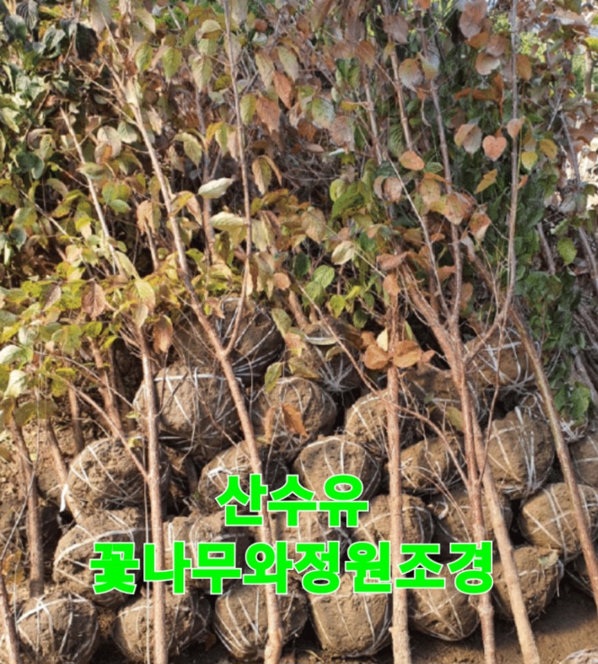청운조경 이미지