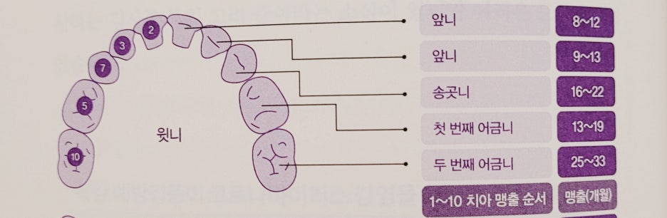 아기 이나는 순서 유치 빠지는 시기 관리방법 : 네이버 블로그