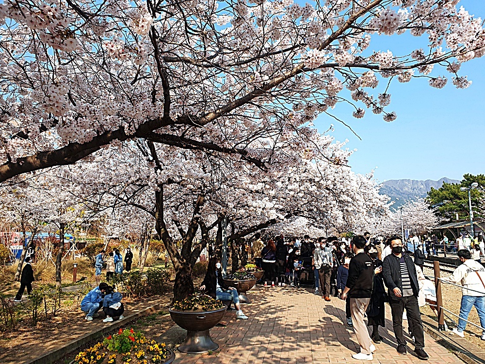벚꽃역 이미지