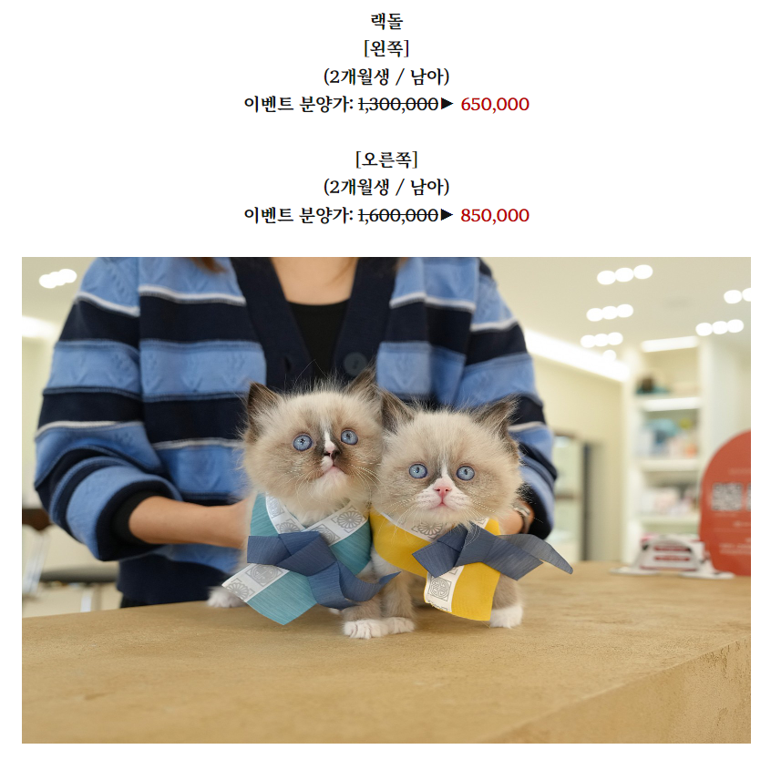 온천장고양이 이미지