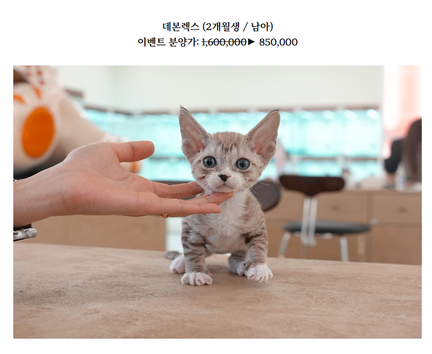 온천장고양이 이미지