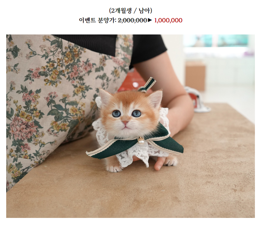 온천장고양이 이미지