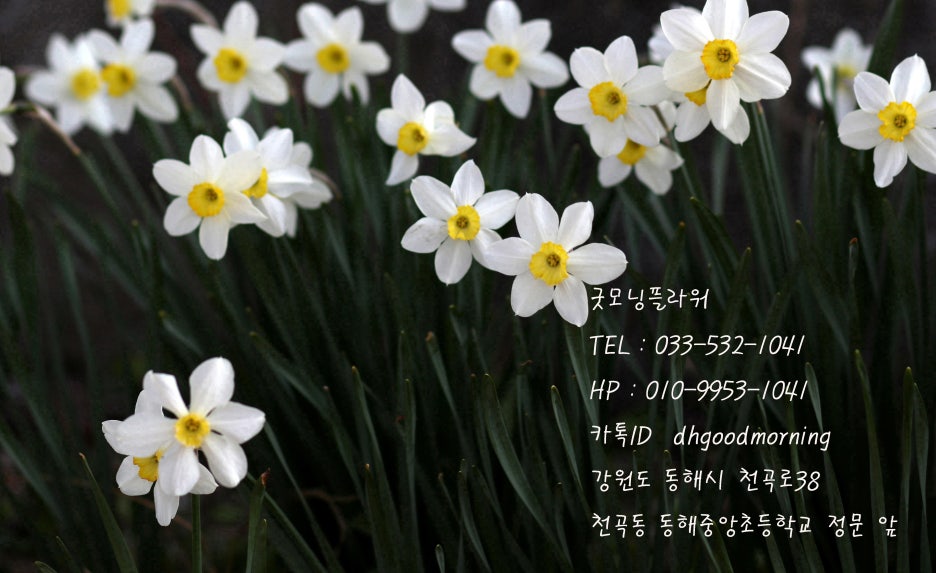 굿모닝한플라워 이미지
