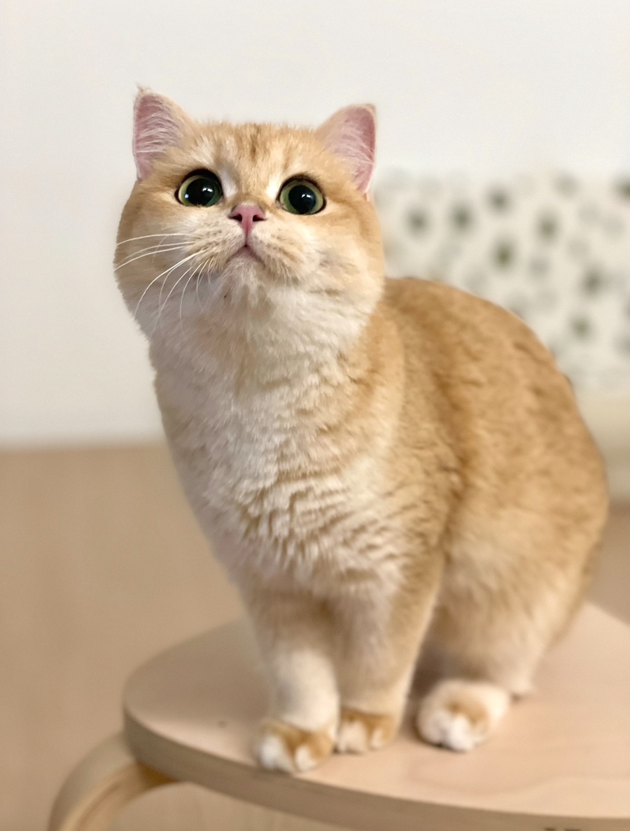 로아네 이미지