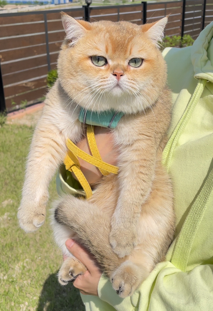 로아네 이미지