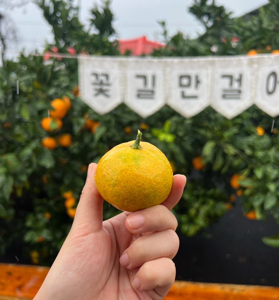 도제랑인제주 이미지