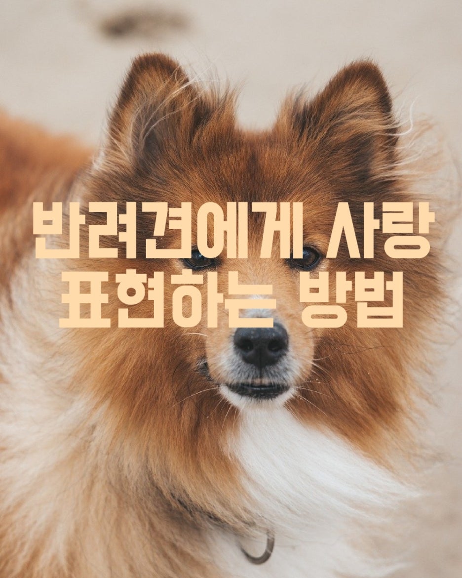 반려견에게 사랑 표현하는 방법