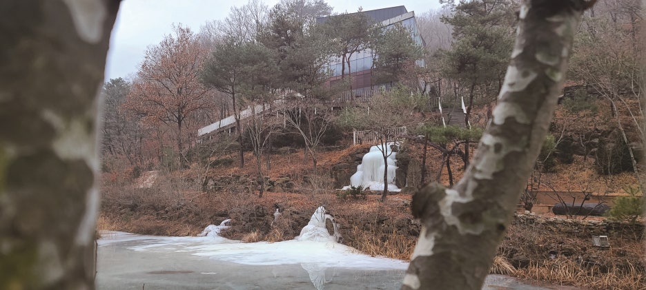 꿈꾸는나무 이미지