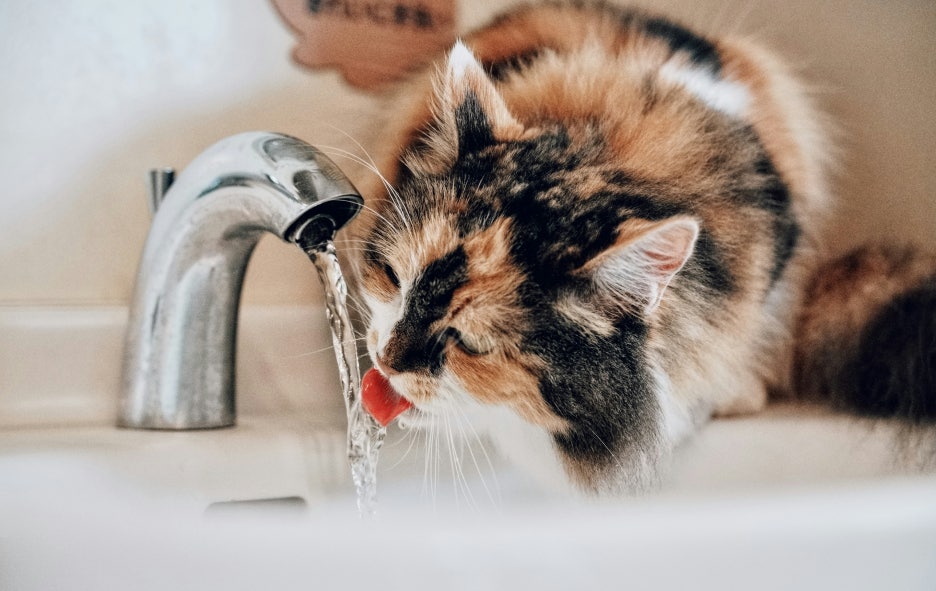 sugarman-joe-ofQGFkGx7_U-unsplash.jpg