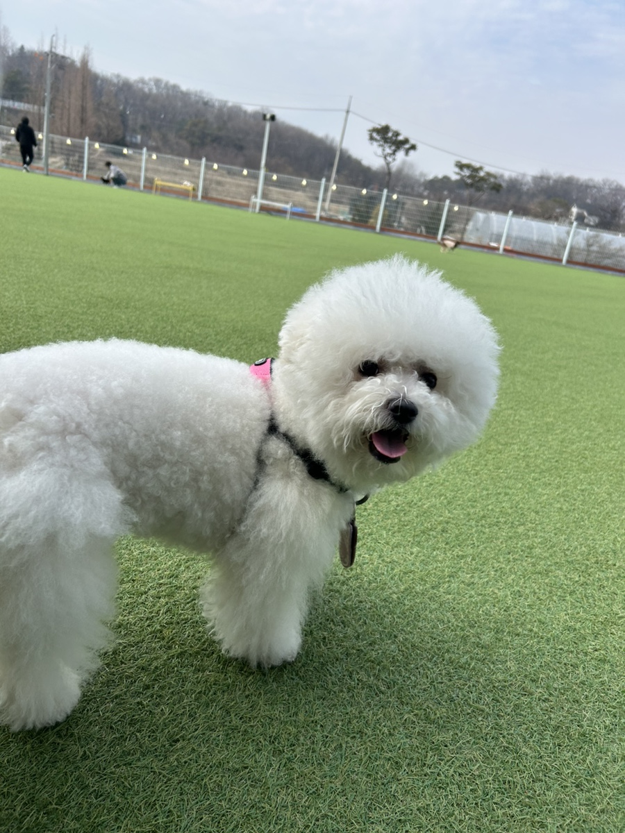 레인바우애견카페 이미지