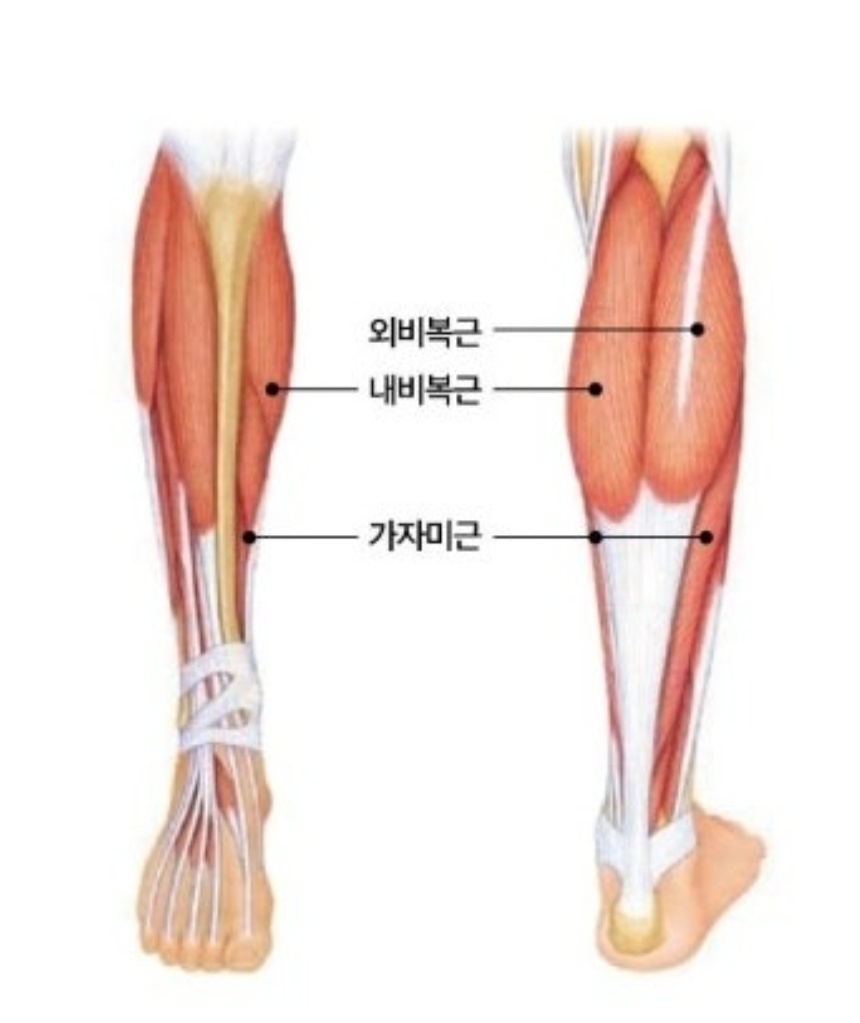 머슬제이 이미지