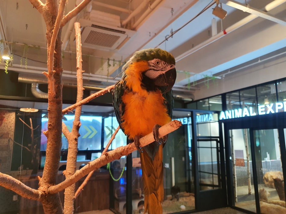 리틀히어로 ZOO 이미지