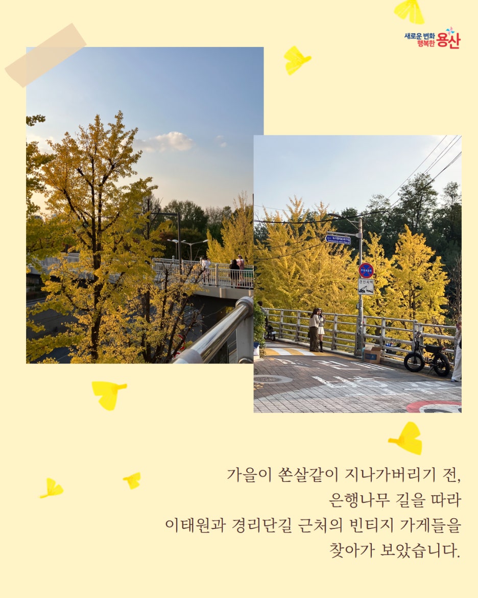 브로콜리 지역정보 관련 사진 2