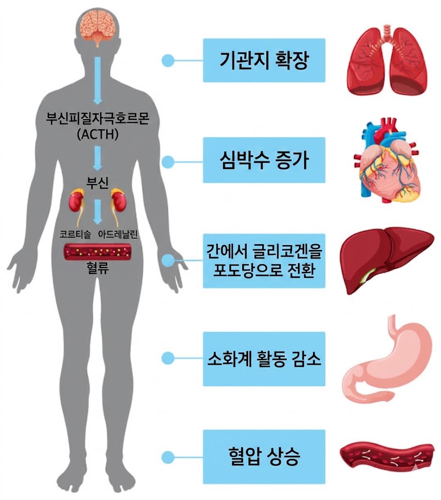 인체 내 호르몬과 장기 작용을 보여주는 그림으로, 뇌에서 ACTH가 분비되어 신장, 심장, 간, 위, 혈액에 미치는 영향을 설명하고 있음.