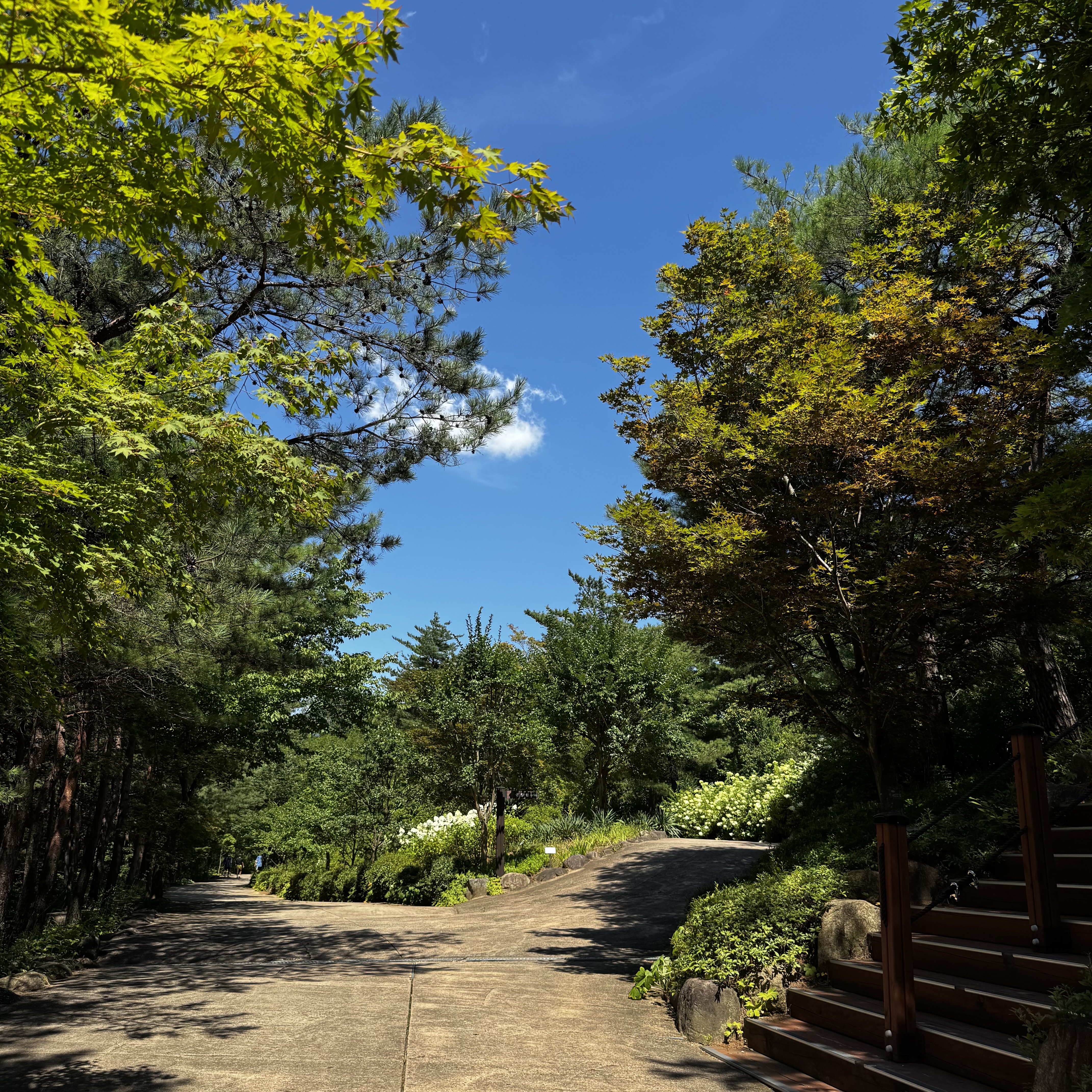 설악산 자생식물원 (Seoraksan Jasaeng Sikmurwon) 4