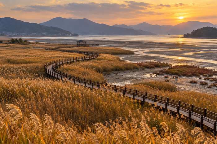 Suncheon Bay Reed Field