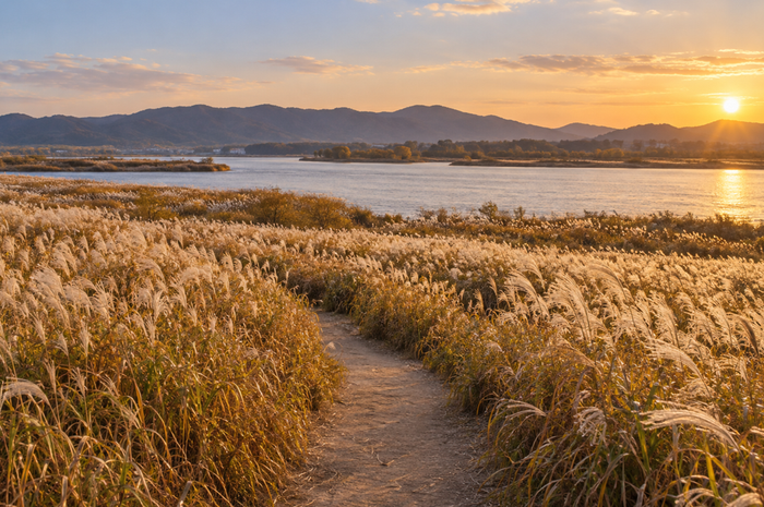 Sinseong-ri Reed Field