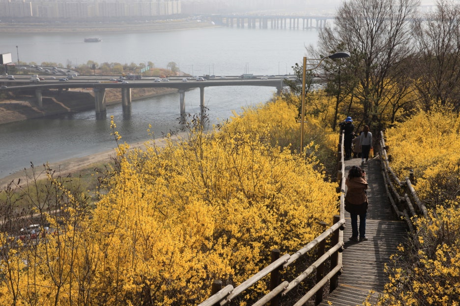 브로콜리 지역정보 관련 사진 3