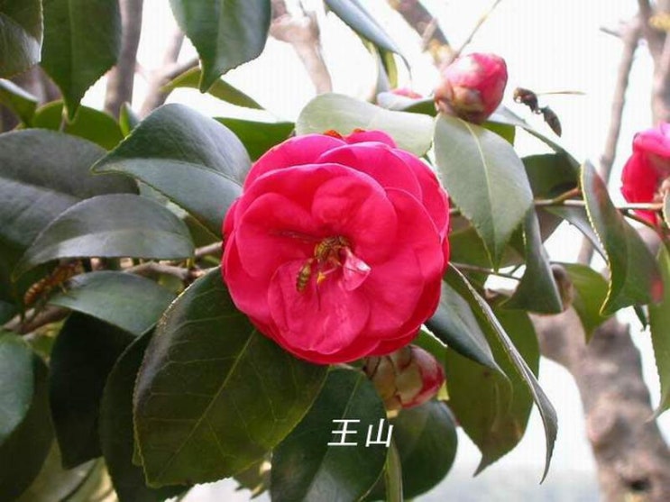 다화화장품 이미지