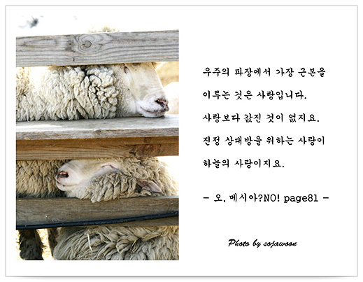 배추머리 이미지