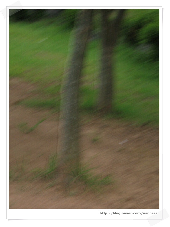 산에나무 이미지