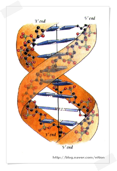 DNA 구조(심화과정-대학수준) : 네이버 블로그