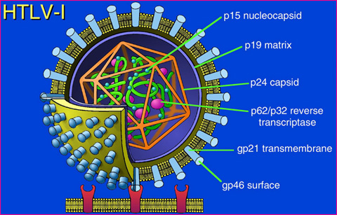 HTLV   Htlv1 Jpg Hyouncho2 