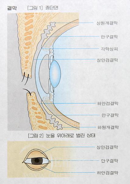 004 안구 - 안부속기 : 네이버 블로그