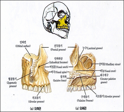 [해부생리] 골격계 (뼈대계통, Skeletal system) - (2) : 네이버 블로그