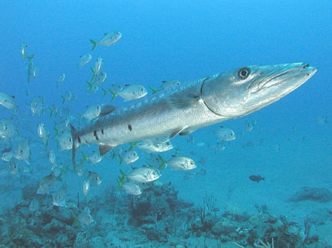 바라 이미지