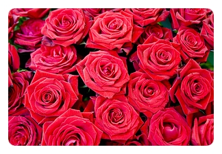 로즈(Rose) 이미지
