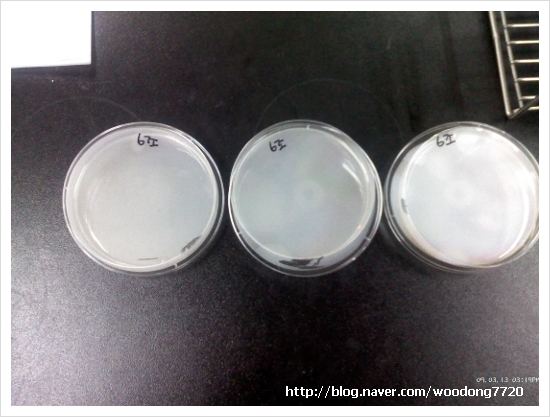 Nutrient Agar 배지 (사진) : 네이버 블로그