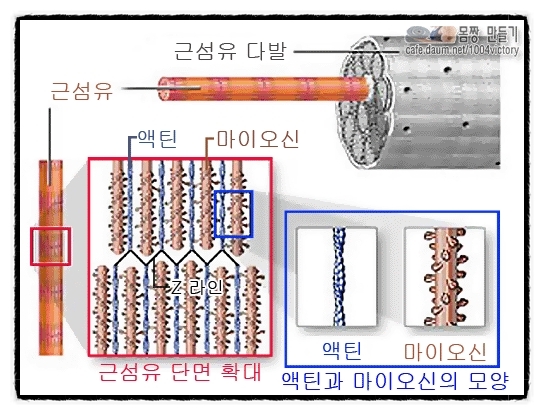 액틴 이미지